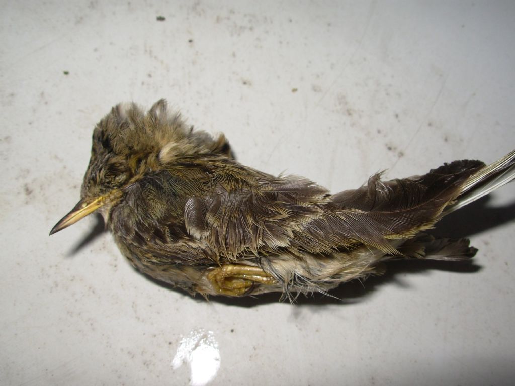Uccellino morto